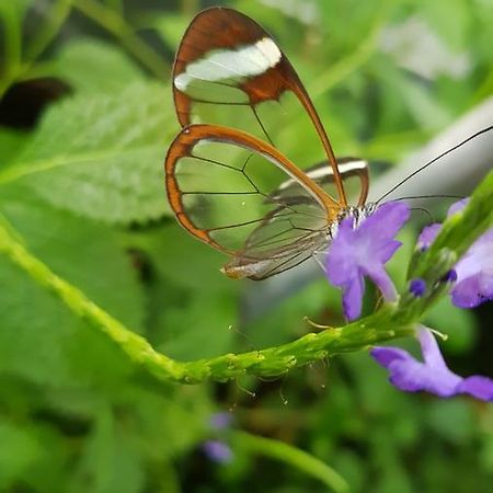 Vila The Butterflies Wood House Reshafim Exteriér fotografie