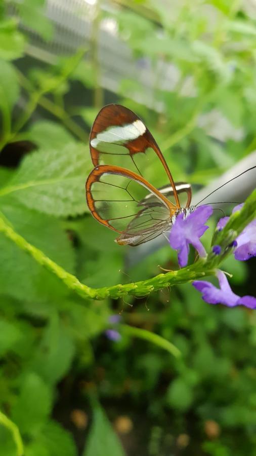 Vila The Butterflies Wood House Reshafim Exteriér fotografie